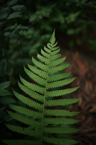 Eine Vertikale Nahaufnahme Von Farnblättern Wald — Stockfoto