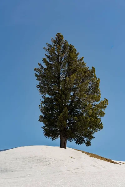 Vertical Shot Lonely Pinus Cembra Tree Snowy Hill Winter Morning — Stock Photo, Image