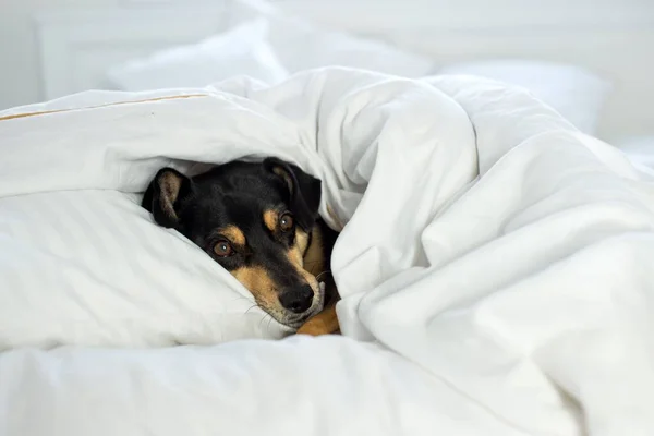 A closeup of an adorable black dog in bed on white sheets