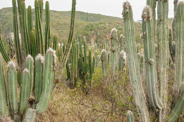 Zavřít Kaktusovou Rostlinu Trny Chloupky Pouštním Prostředí — Stock fotografie