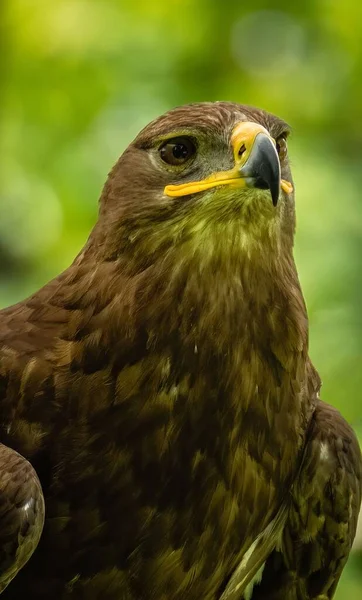 Gros Plan Magnifique Aigle Royal Avec Bec Jaune Dans Jardin — Photo