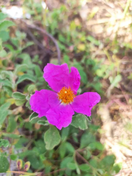 Pionowy Widok Góry Purpurowy Różowy Rock Rose Kwiat Ogrodzie — Zdjęcie stockowe