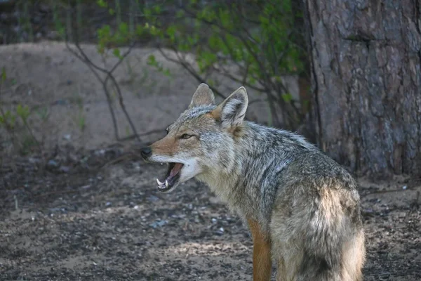 Closeup Common Jackal Showing Its Fangs Its Mouth Open Natural — Stock Photo, Image