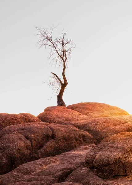 日出时岩石上一棵孤零零的树的美丽景象 — 图库照片