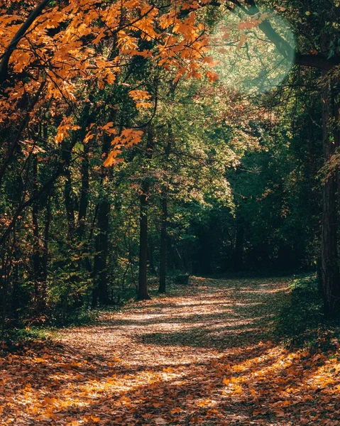 Eine Senkrechte Aufnahme Einer Straße Einem Wald Herbst — Stockfoto