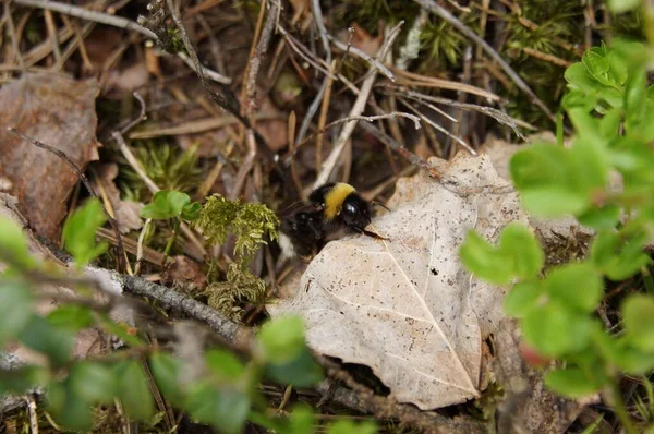 Closeup Shot Bumblebee Dried Leaves — Stock Photo, Image