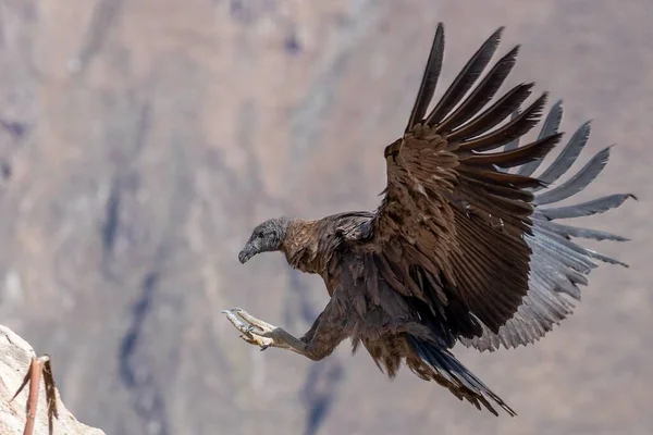 Een Prachtige Opname Van Vliegende Andes Condor Het Punt Landen — Stockfoto