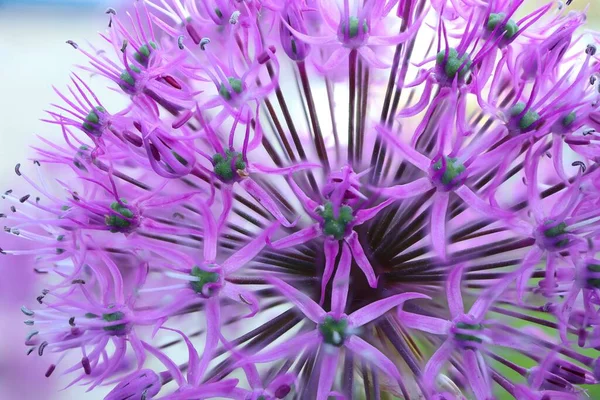 Närbild Skott Blommande Lila Allium Blommor — Stockfoto