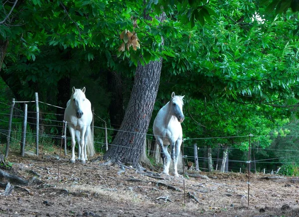 Beautiful photo of two white horses under a tree