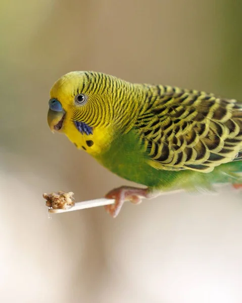 Pionowe Płytkie Ognisko Pięknej Żółtej Papugi — Zdjęcie stockowe