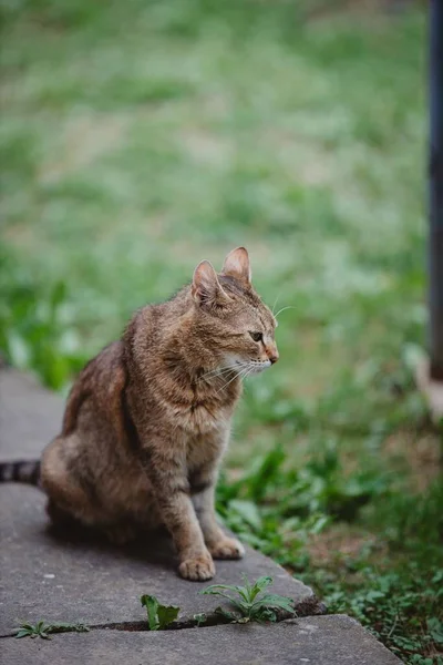 一只棕色的猫坐在石头上向旁边看的特写镜头 — 图库照片