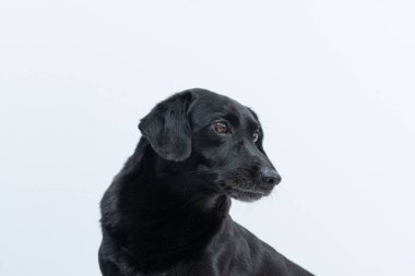 Beyaz bir arka planda sevimli siyah bir köpeğin yakın çekimi.