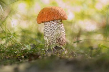 Taze kırmızı kaplama skaler saplı mantar (Leccinum aurantiacum)