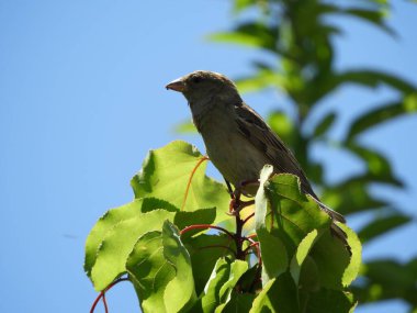 Bitkinin üzerine tünemiş bir serçe.