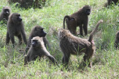 Bir grup babun hayvanat bahçesinde yeşil çimlerin üzerinde