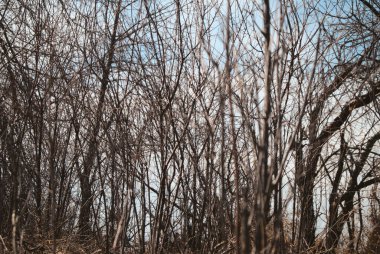 Vahşi doğada güneşli bir gökyüzünün altında ince yapraksız yaprakları olan ölü bir ağaç koruluğu.