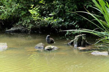 Göldeki bir kayanın üzerindeki siyah bir bozkır tavuğu