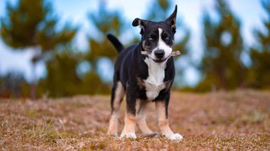 Mavi gözlü, siyah beyaz bir McNab 'in seçici odak çekimi. Sonbahar parkında arka planda bulanık bir şekilde açık havada sopayla oynuyor.
