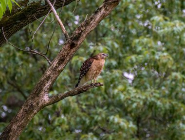 Bir ağaç dalına tünemiş bir şahinin yakın plan çekimi.