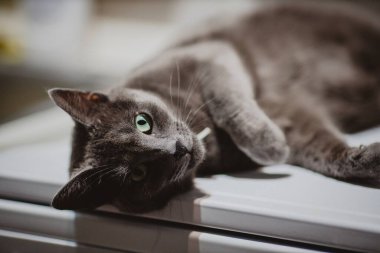 Tembel bir kara kedinin yakın çekimi.