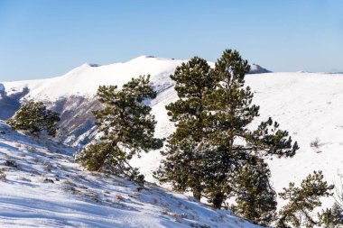 İtalya 'nın Sibillini dağlarındaki çam ağaçları karla kaplıydı.