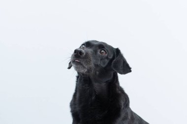 Beyaz bir arka planda sevimli siyah bir köpeğin yakın çekimi.