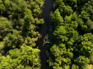 4 Nisan 2022 'de Florida' nın merkezindeki sık orman ve nehrin yukarıdan aşağı manzarası.
