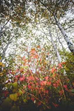 Sonbaharın başlarında ağaçlara bakıyorum..