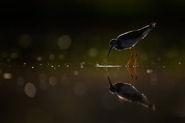 Suya yansıyan ışığın altında sıradan bir Redshank 'in yakın plan çekimi.