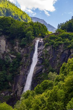 Ağaçlarla çevrili öfkeli şelalelerin büyüleyici görüntüsü.