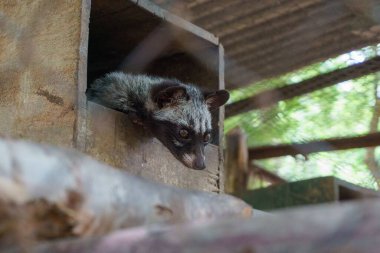 Kamboçya 'daki Phnom Tamao hayvanat bahçesindeki bir rakunun yakın plan fotoğrafı.