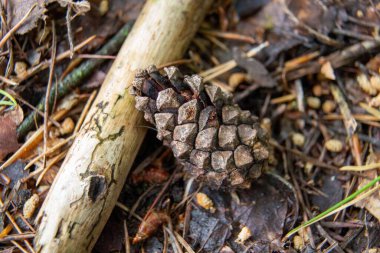 Ağaçların ve kuru yaprakların arasında bir koni manzarası