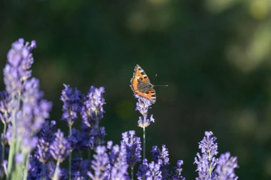 Lavanta çiçeğinin üzerindeki küçük kaplumbağa kabuğunun seçici odak noktası.