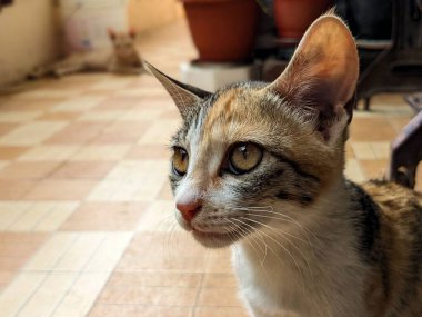 Evdeki sevimli bir kedi yavrusunun yakın çekimi.