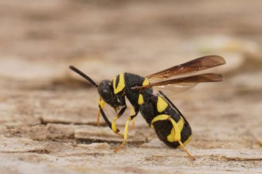 Kara ve sarı asalak eşekarısı, Lükospis dorsigera 'nın ahşap üzerine yakın plan çekimleri