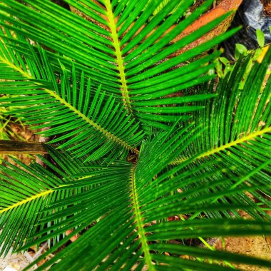 Tencereye yerleştirilmiş yeşil bir sago palmiyesinin (Cycas revoluta) yakın plan çekimi.