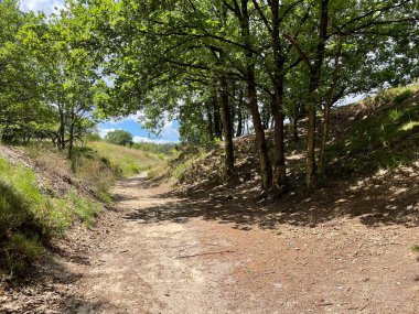 Hoge Kempen Ulusal Parkı, Belçika 'da ağaçlarla çevrili bir yol.