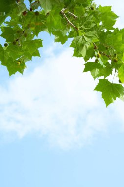 Mavi gökyüzüne karşı yeşil yapraklı ağaç dallarının dikey alçak açılı görüntüsü.