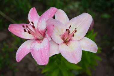 Su damlacıklarıyla kaplı pembe ahşap bir çiçeğe yakın çekim