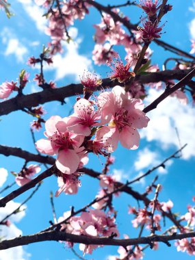 Higan Cherry 'nin gündüz çiçeklerinin dikey görüntüsü.