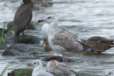 Sahildeki taşlara tünemiş bir martı sürüsü