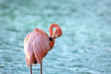 Tüylerini koruyan pembe bir flamingo açık mavi bir arka planda, yakın plan görüntüsü.