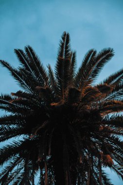 Mavi gökyüzüne karşı büyük egzotik bir palmiye ağacının dikey alçak açısı.