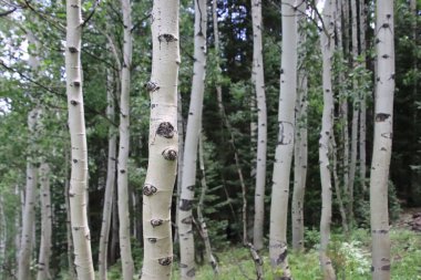 The white tall trees in the Bitch Forest, Colorado