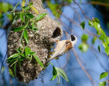 Ormandaki yuvada güzel, sıradan bir remez