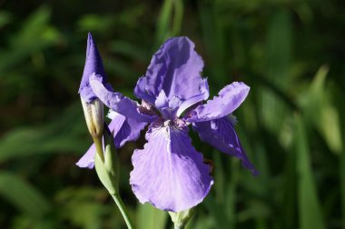 Açık havada büyüyen bir çatı irisinin (Iris tectorum) yakın çekimi