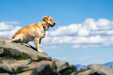 Bir dağın tepesindeki Golden Retriever 'ın yakın çekimi.
