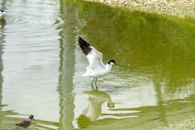 Kanatları açık ve gölün ortasında duran bir Pied avocet.