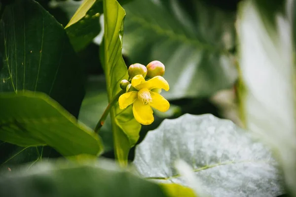Flores Amarillas Simpoh Ayer Floreciendo Jardín — Foto de Stock