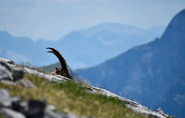Macho Ibex Alpino Capra Ibex Estado Salvaje Pico Kahlersberg Berchtesgaden —  Fotos de Stock